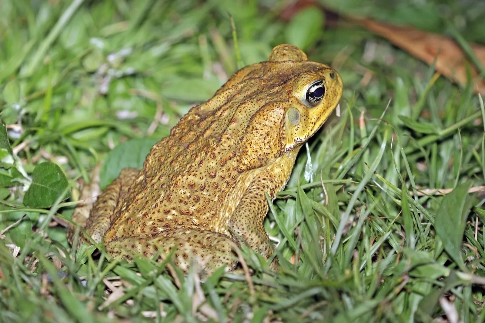 A cane toad (Bufo marinus)