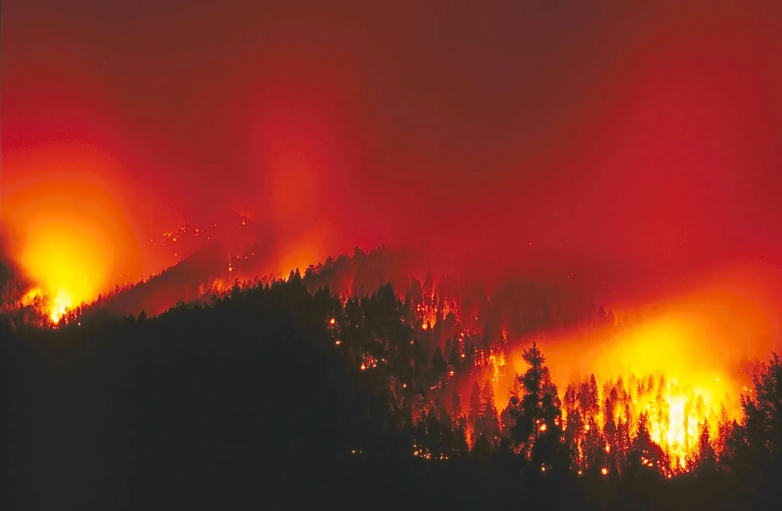 A high-severity crown wildfire tearing through a conifer forest