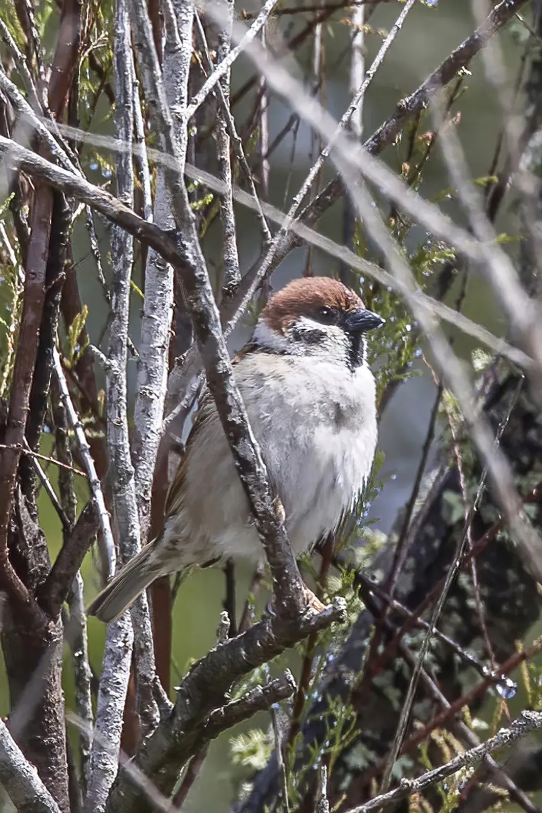 A Eurasian tree sparrow perched on a branch