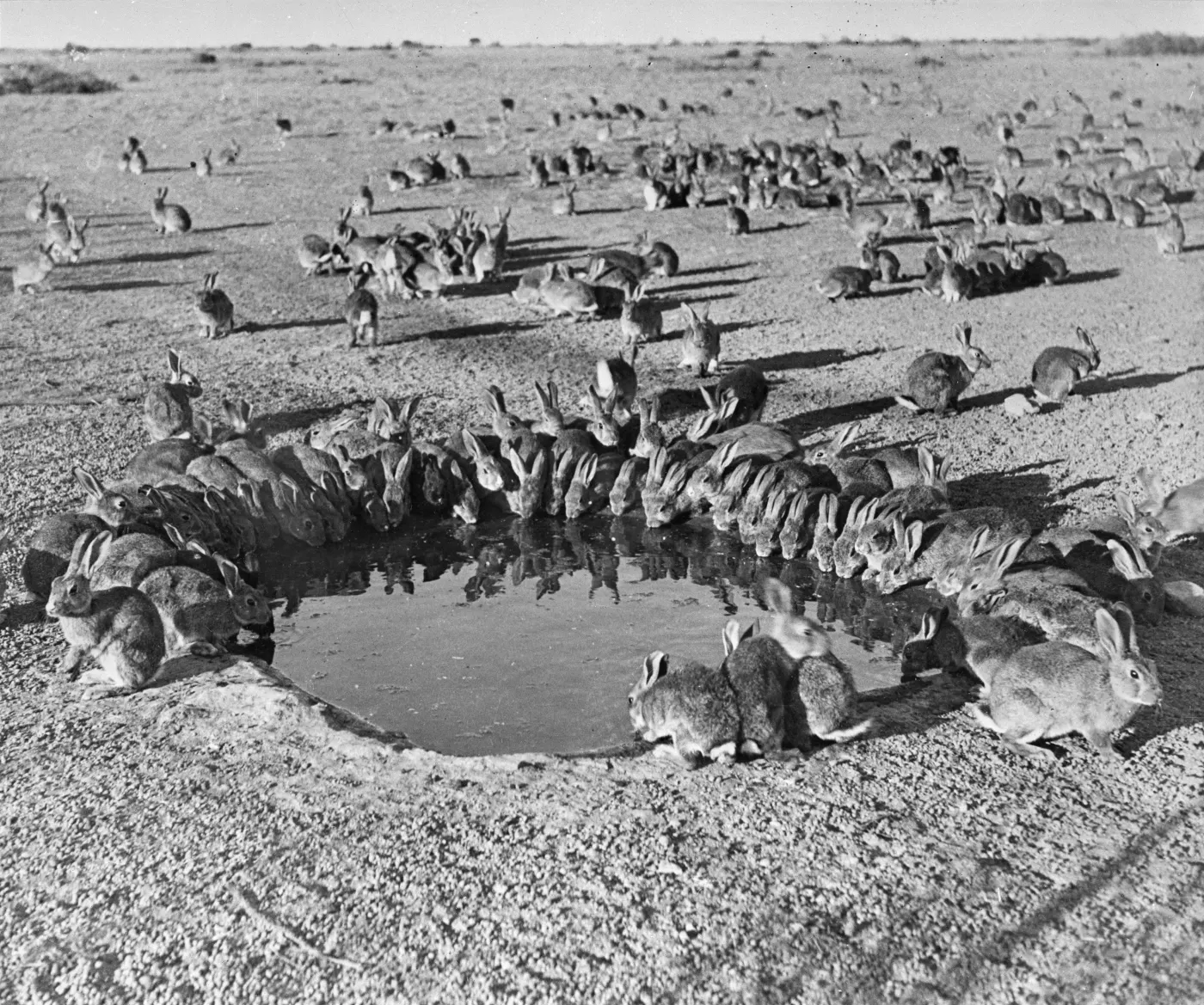 Rabbits swarming a waterhole during a 1938 myxomatosis trial in Australia